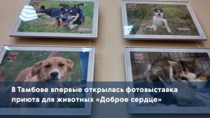 В Тамбове впервые открылась фотовыставка приюта для животных «Доброе сердце»
