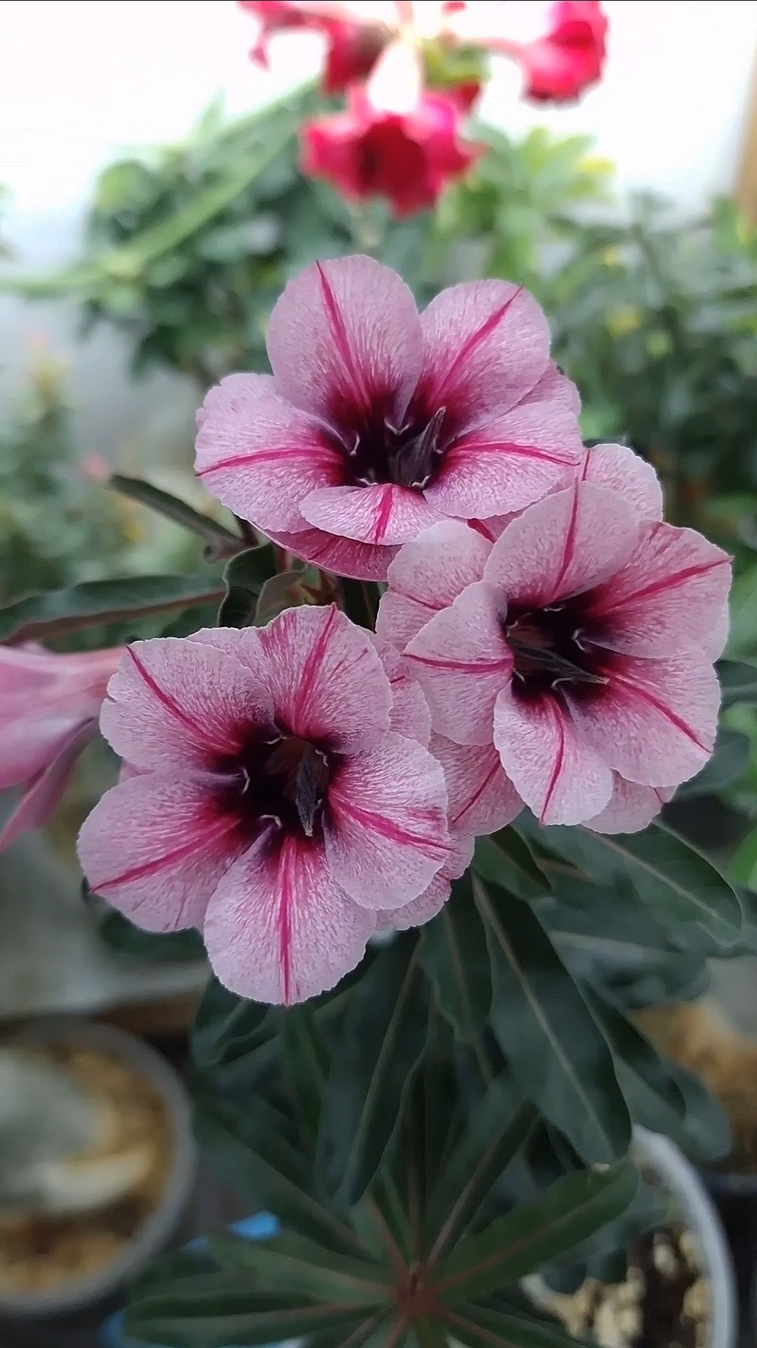 Адениум Swallow. Ласточка. Один из любимых сортов. смотреть онлайн