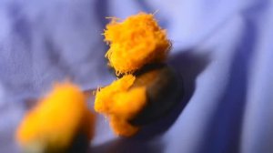 КАК САЖАТЬ СТРЕЛИТЦИЮ ИЗ СЕМЯН для начинающих.