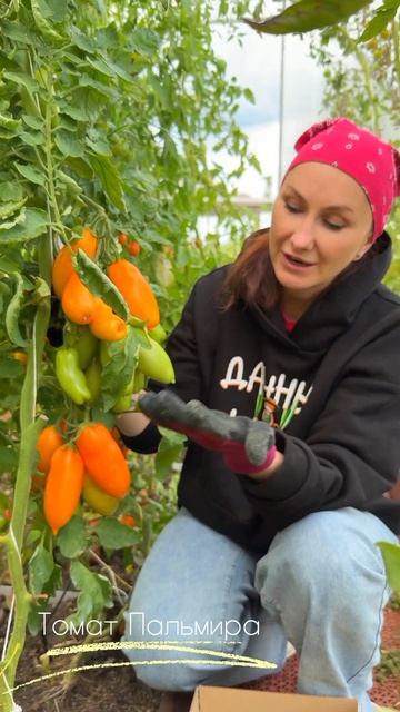Томат Пальмира 400 смотреть онлайн