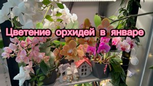 Цветение ОРХИДЕЙ на кухонном СТЕЛЛАЖЕ ✨🧚♀️💫 #орхидеи