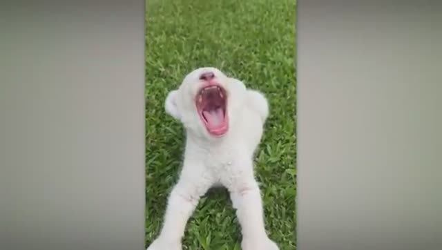 ЗАБАВНЫЕ МАЛЫШИ-ЖИВОТНЫЕ КОТОРЫЕ ВАС НАСМЕШАТ. смотреть онлайн