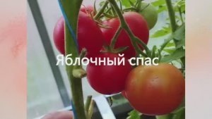 Раннеспелые сорта томатов. г. Киров