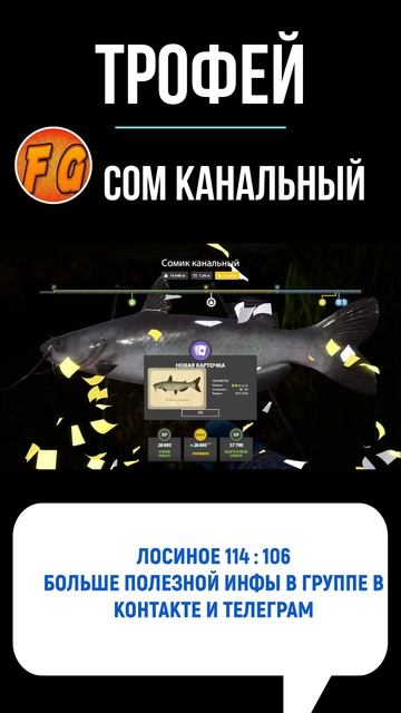 Трофей Сом Канальный. Русская рыбалка 4. рр4. Russian Fishing 4 #russianfishing4 #рыбалка смотреть онлайн