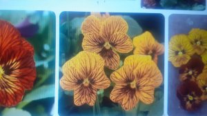 21.01.2026 Посев виолы, всходы сальвии.