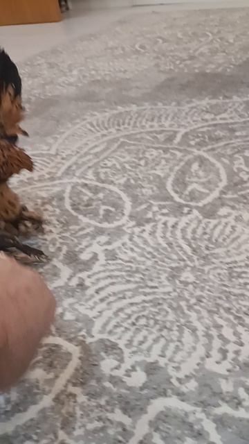 курица нападает смотреть онлайн