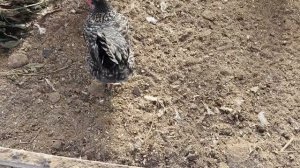 чем хорош зимний выгул для кур-несушек...