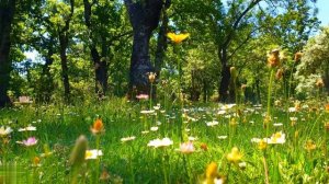 🌿🌞Начните свой день с позитивной энергии весенних звуков🌿 Медитация в свежей утренней атмосфере