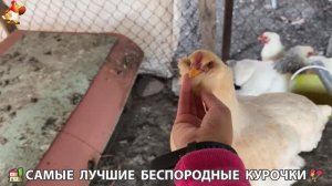 Цыплята и Курочки селяночки лучшие беспородные несушки 🥚 (429)
