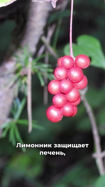 энергия на весь день смотреть онлайн