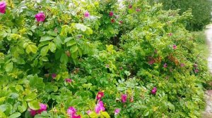 Шиповник аромат дождя и цветов ( архив июнь 2025)