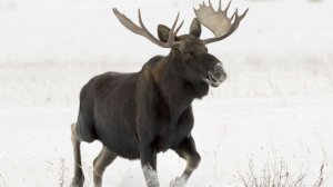 Несмотря на морозы в Ленинградской области готовятся к открытию сезона охоты