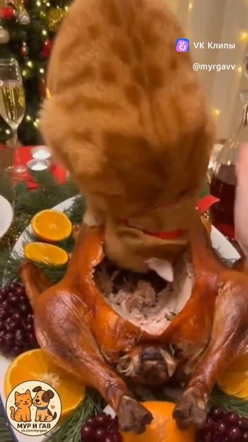 Приколы с животными смотреть онлайн