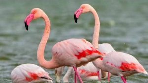 ... Фламинго - Что мы знаем о них ....