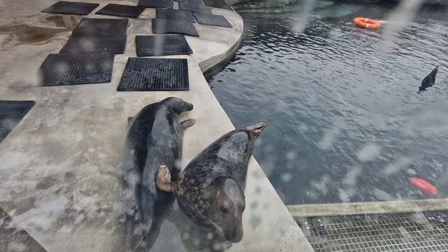 Пингвины  ластоногие  и ...