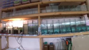 Отбой по Апистограме. Петушков на нерест