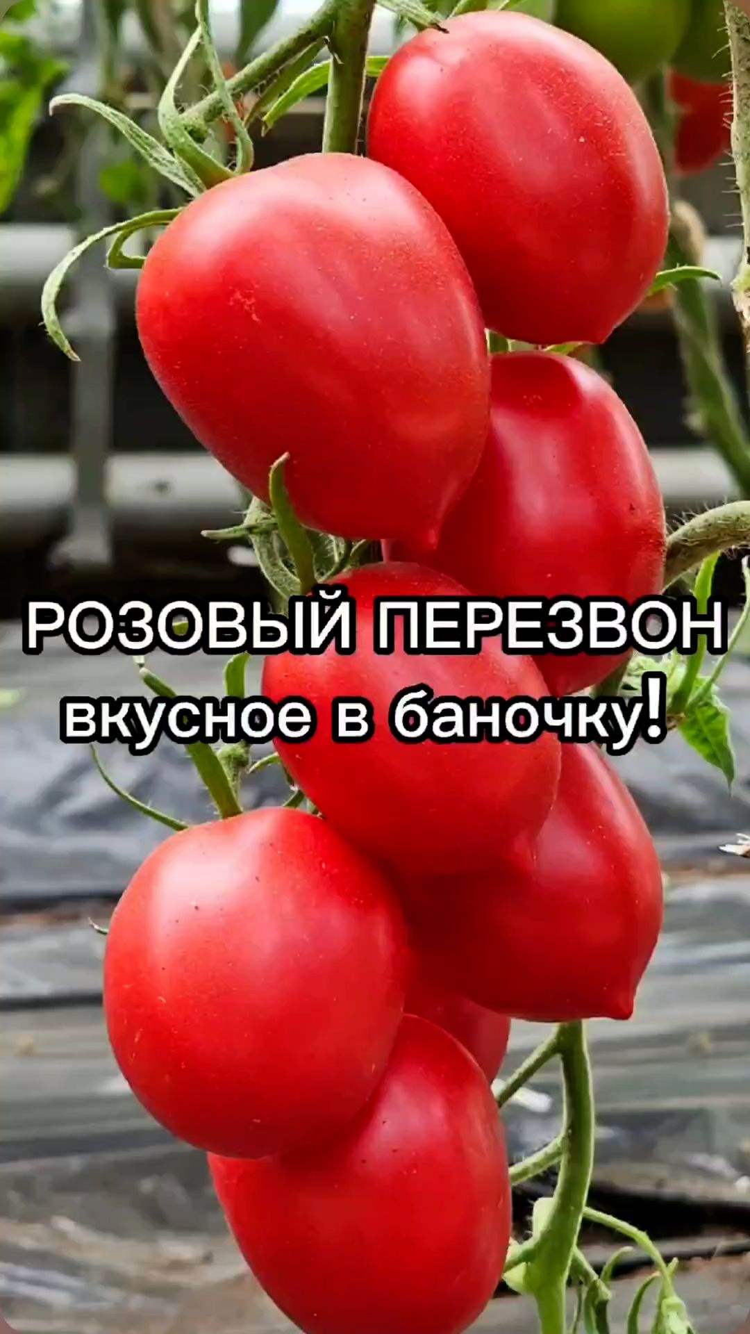 Этот сорт томата идеально подходит для консервирования! смотреть онлайн