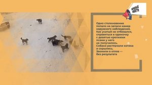 НАРОДНЫЕ НОВОСТИ: Заброшенный пес. Снежная преграда. Собачьи свадьбы