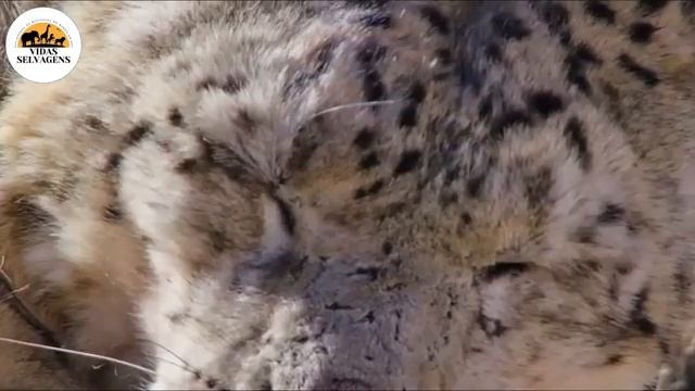 Дикая природа. смотреть онлайн