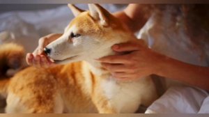 Хозяйка куда-то спешила