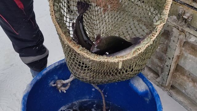 Новая партия Форели 22.01 2026г. смотреть онлайн