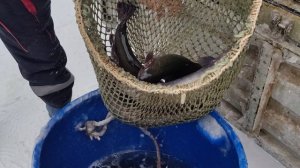 Новая партия Форели 22.01 2026г.