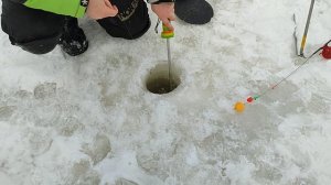 Форель на малька. Основной водоём.