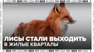 Лисы стали чаще выходить в жилые кварталы в Москве - Москва 24