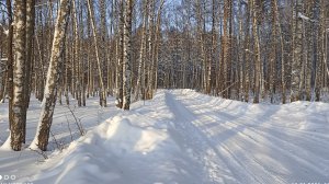 Январский лес.