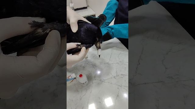 Сделала операцию каркуше Коко смотреть онлайн