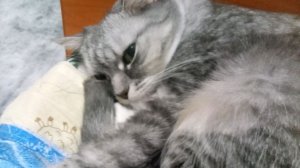 как зделать кошечку из бумаги часть 2