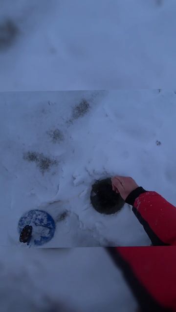 Щука vs Жерлица Щука vs Жерлица