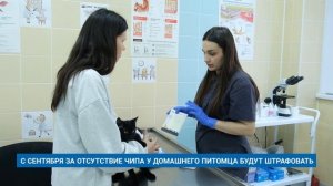 С СЕНТЯБРЯ ЗА ОТСУТСТВИЕ ЧИПА У ДОМАШНЕГО ПИТОМЦА БУДУТ ШТРАФОВАТЬ