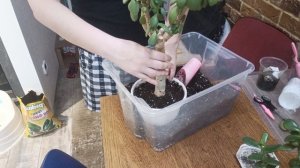 22.01.2026 пересадка крассулы или денежного дерева.