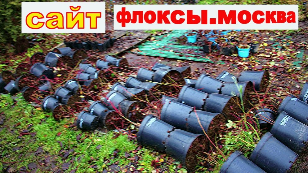 УКРЫТИЕ НА ЗИМУ ГОЛУБИКИ смотреть онлайн