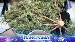 🎄 После праздников — с пользой: Горловка присоединилась к акции «Ёлочный круговорот»!