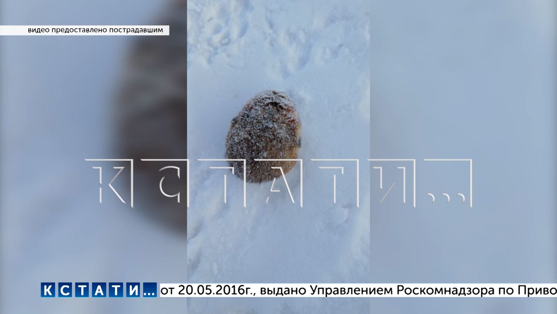 Бешеный хомяк напал на ребёнка - мальчика отправили в больницу, хомяка — на опыты смотреть онлайн