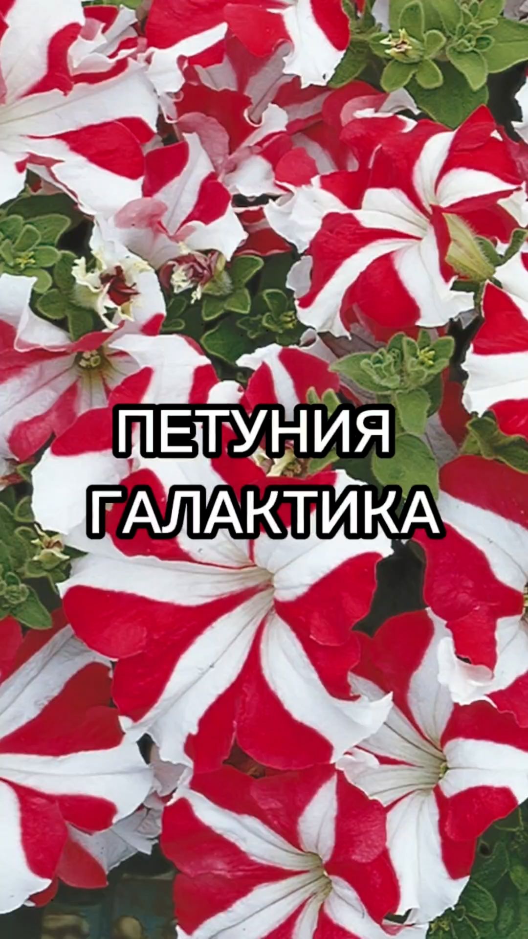 ТОП-4 эффектной петунии для больших вазонов! смотреть онлайн