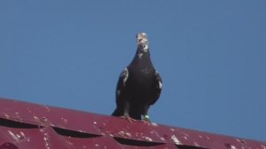 Посадка бакинского  чёрного чиля, после атаки орла карлика