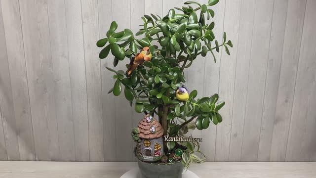 Денежное дерево в керамическом горшке смотреть онлайн