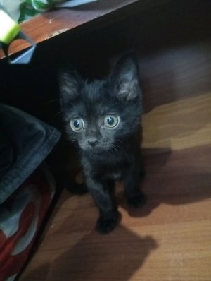 КОТ ЧТО ТВОРИШЬ!?