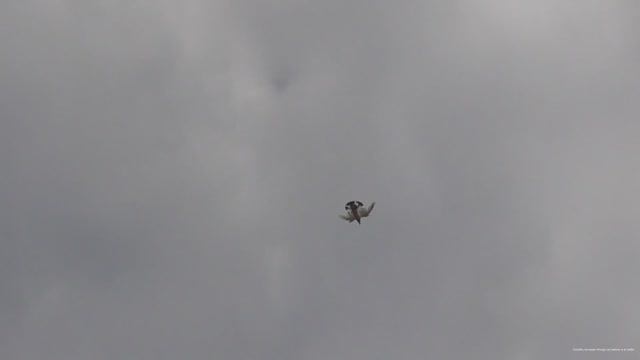 Голубка показывает бокс в небе смотреть онлайн