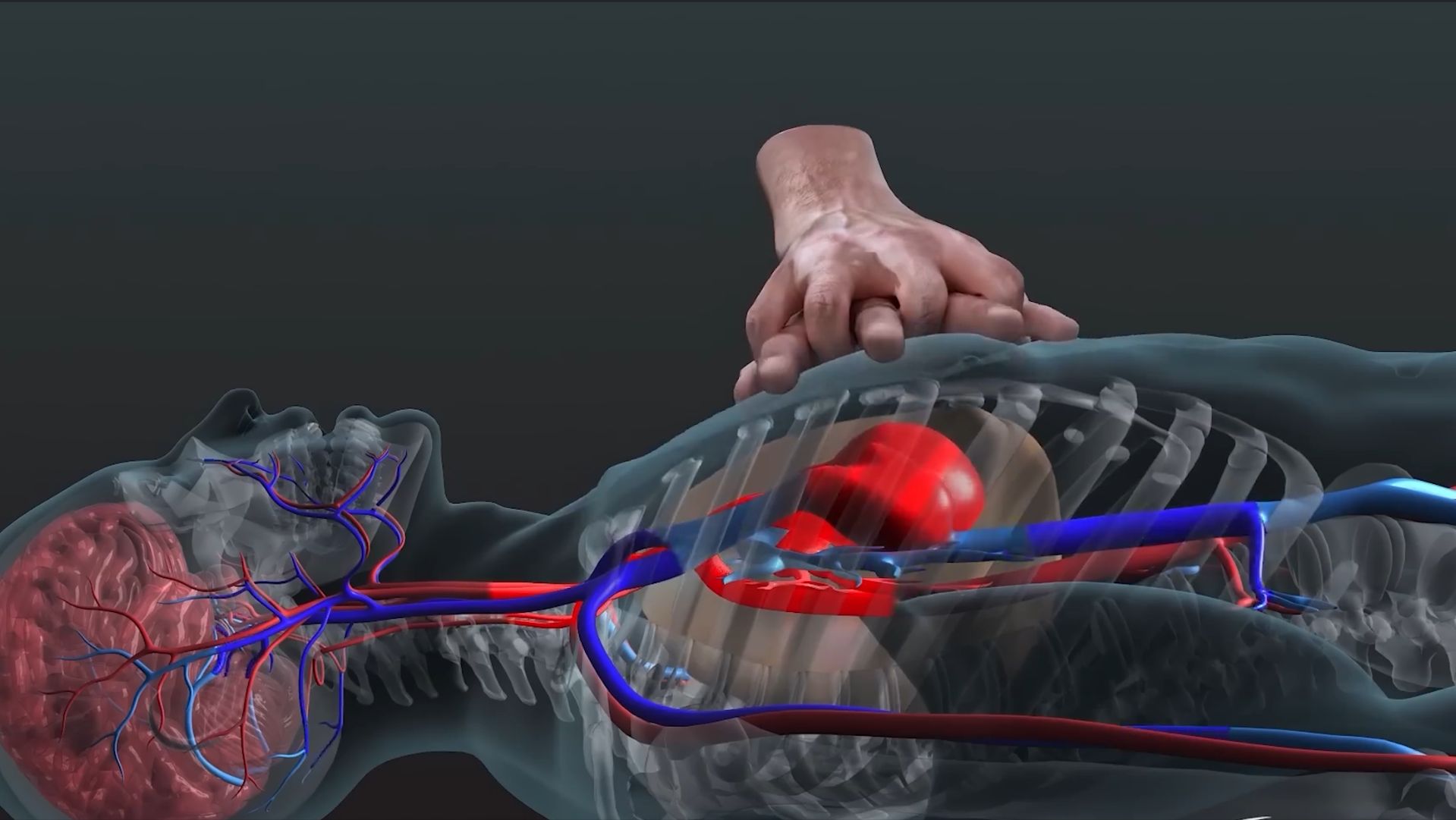 Непрямой массаж сердца в действии, 3D-модель внутри тела смотреть онлайн