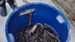 Зарыбление НАЛИМА 22.01.2026г.