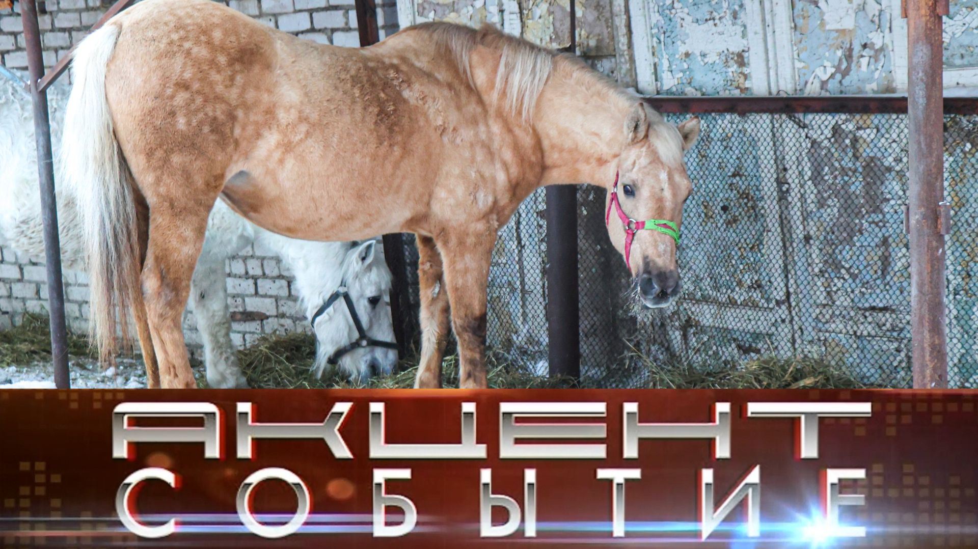 Интинцев приглашают принять участие в акции «Сдай ель на добрые дела». смотреть онлайн