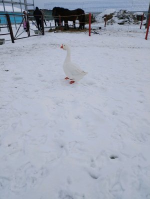 Котики котики:)