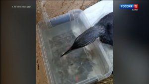 Спасенная в Коми краснокнижная гагара набирает вес