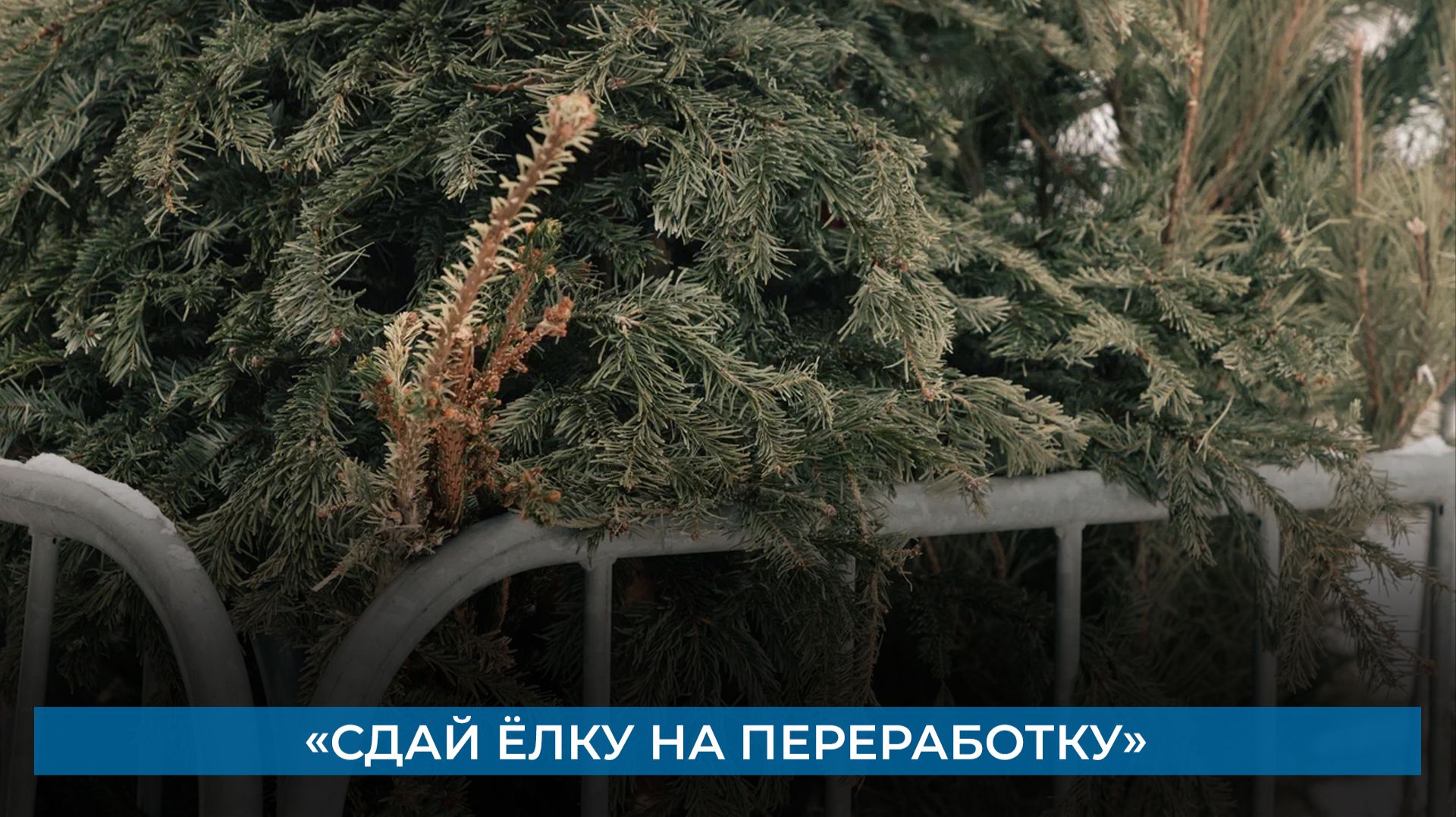 «Сдай ёлку на переработку» смотреть онлайн