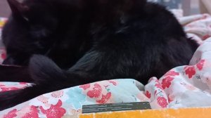 обзор на моего супер милого кота😺