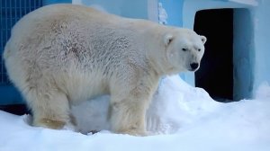 Белый медведь Кай после сна попил водички, перекусил, потянулся и решил еще отдохнуть.